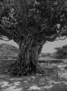 saudiarabia_230copysmall_.jpg