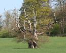 scary_tree.jpg
