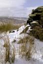 sedge_and_wall_woodhead_moors_in_winter.jpg