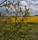 sheppey_.jpg