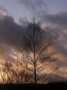sunset_tree.jpg