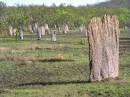termites.jpg