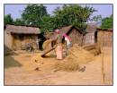 threshing_rice_copy.jpg