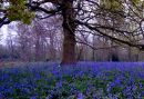 tree-in-the-middle.jpg