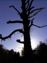 tree13.jpg