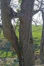 tree2.jpg