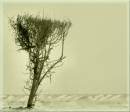 tree6.JPG
