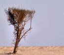 tree7.JPG