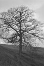 tree_edited-2.jpg