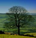tree_in_the_peaks.jpg