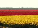 tulips.jpg