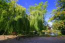 village_pond.jpg