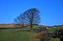 walls_trees_and_sheep.jpg
