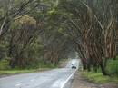 wet_tree_canopy_near_Penneshaw.JPG
