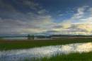wetlands1.jpg