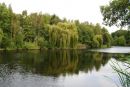 willow_tree_pond.jpg