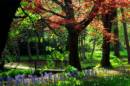 woodland_walk_2.jpg