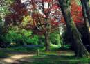 woodland_walk_31.jpg