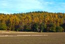 woods_edited-1.jpg