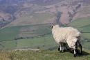 wpf01_2012_05_20_14756_castleton_07.jpg
