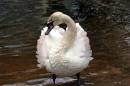 0044_neck_edited-_2_Medium_.jpg