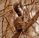 012106greysquirrel.JPG