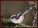 02_2_long_tailed_tit_a.jpg
