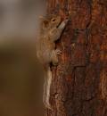 031106babysquirrel1a.JPG