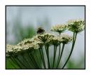 040605-bumbee-01.jpg