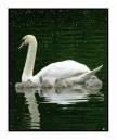 040605-mute-swan-cygs01.jpg