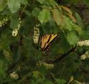 040806Swallowtail1a.jpg