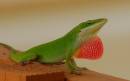 042606Lizard.JPG
