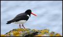 060610_Rhoscolyn_0942.JPG