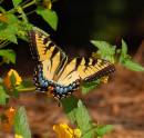 060806EaTigerSwallowtail1acopy.jpg