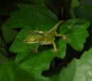 062506Anole1b.jpg