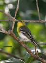 100-400_little_birds_0552.jpg