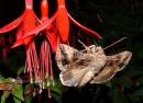 10_Silver_Y_Moth_Autographa_gamma_Fuchsia_Tom_Thumb.jpg