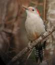121105RBWoodie2.JPG