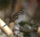 121605chippingsparrow5_a.jpg