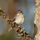 122305chippingsparrow1_a.jpg
