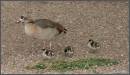 16475EGYPTIAN_GOOSE_AND_BABYS_.jpg