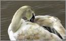 16475LAST_YEARS_SWAN_.jpg