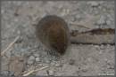 16475MOUSE_3.jpg