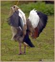 16475egyptian_goose.jpg