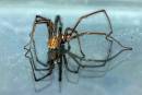 16_legged_spider.jpg