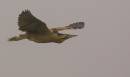 177K0210_Bittern.jpg