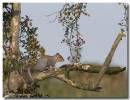 181007squirrel474_copy.jpg
