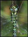 1875Male_Southern_Hawker_464_x_600_.jpg