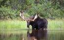 2003_352_Maine_Moose_-_Siliker_Moose_Pose.jpg