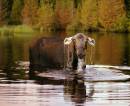 2003_371_Maine_Moose_Cow_ears_down_draining_water.jpg